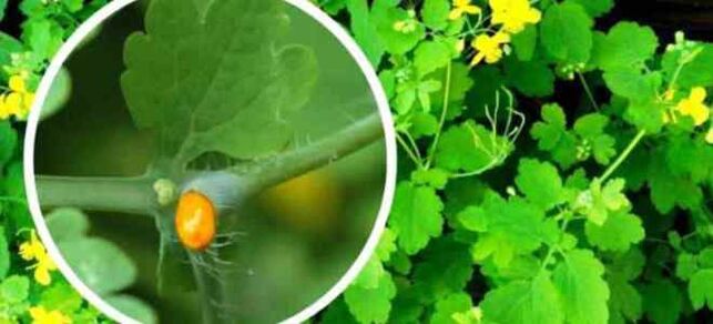 Celandine za zdravljenje gliv za nohte