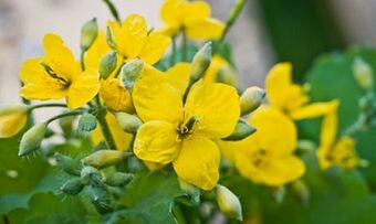 Ljudske metode zdravljenja glive nog